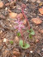 Image of Ledebouria ovalifolia (Schrad.) Jessop