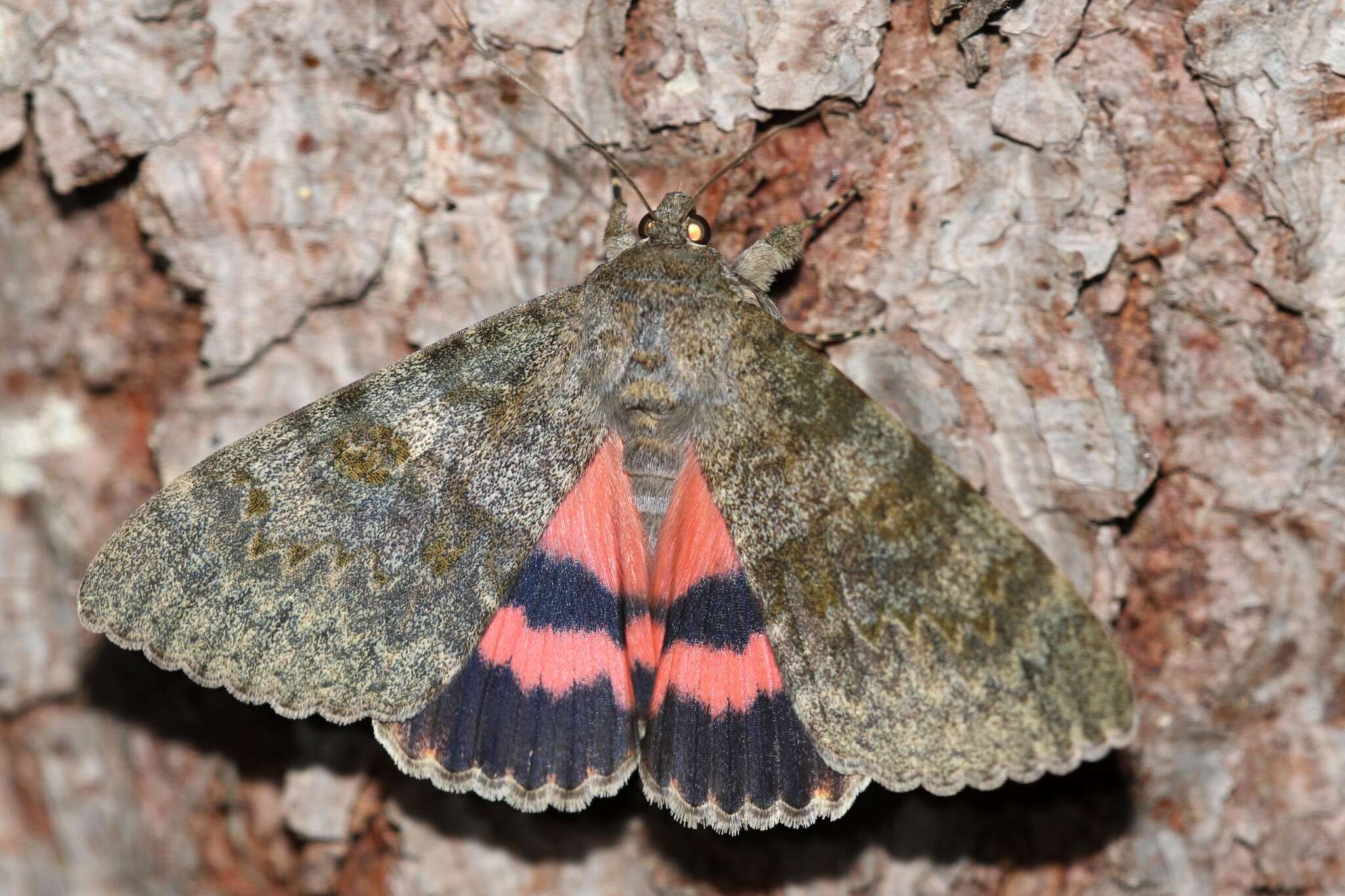 Image of french red underwing