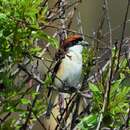 Image of Western Woodchat Shrike