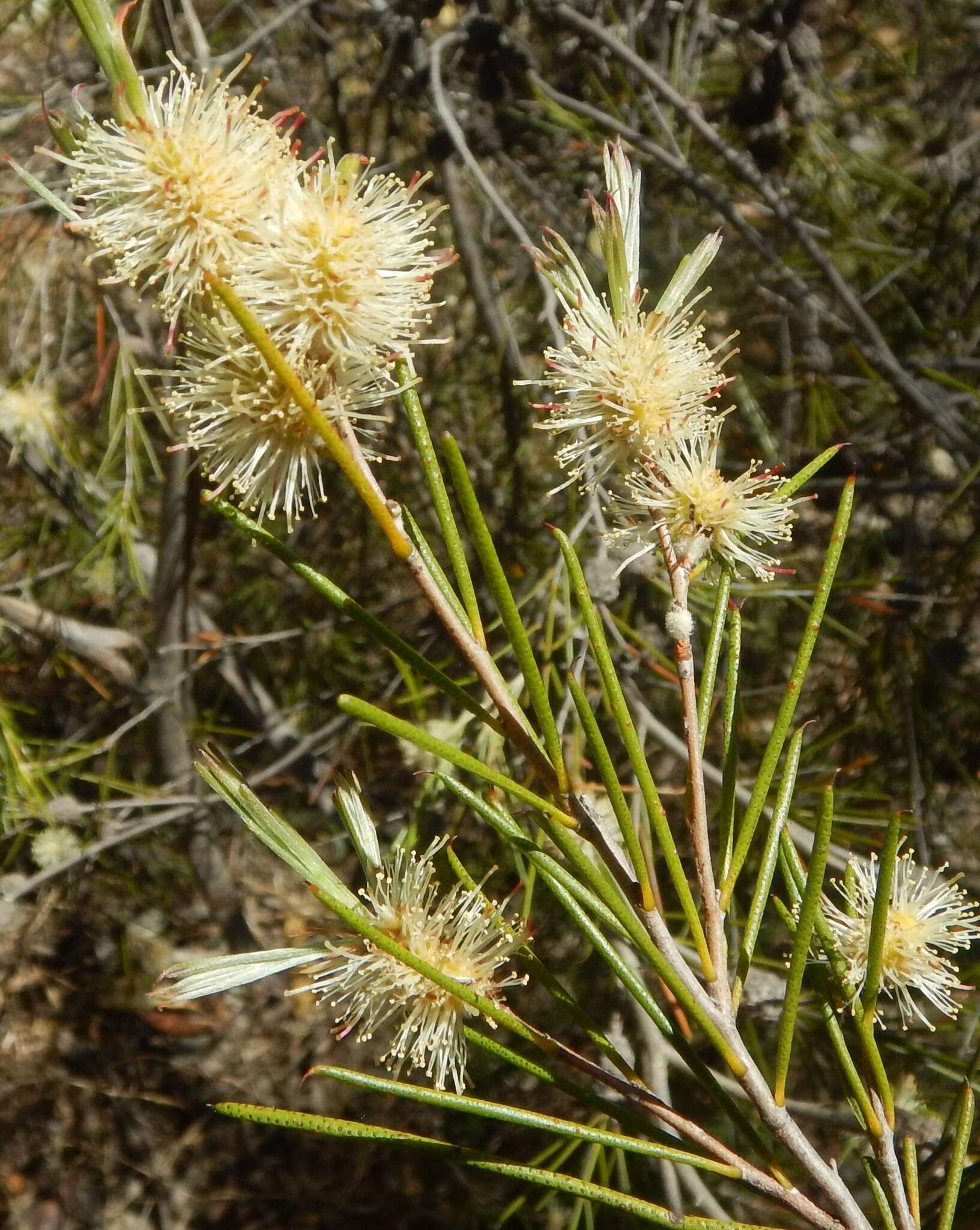 Image of broom honeymyrtle