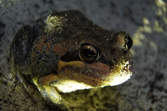 Image of Northern Banjo Frog