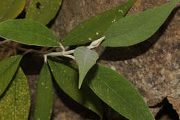 Image of Buddleja bullata Kunth