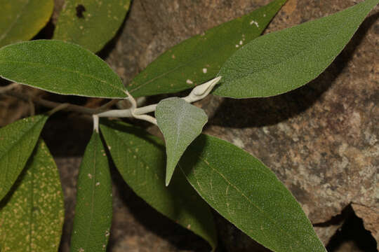 Image of Buddleja bullata Kunth