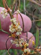 Cuscuta pentagona Engelm. resmi