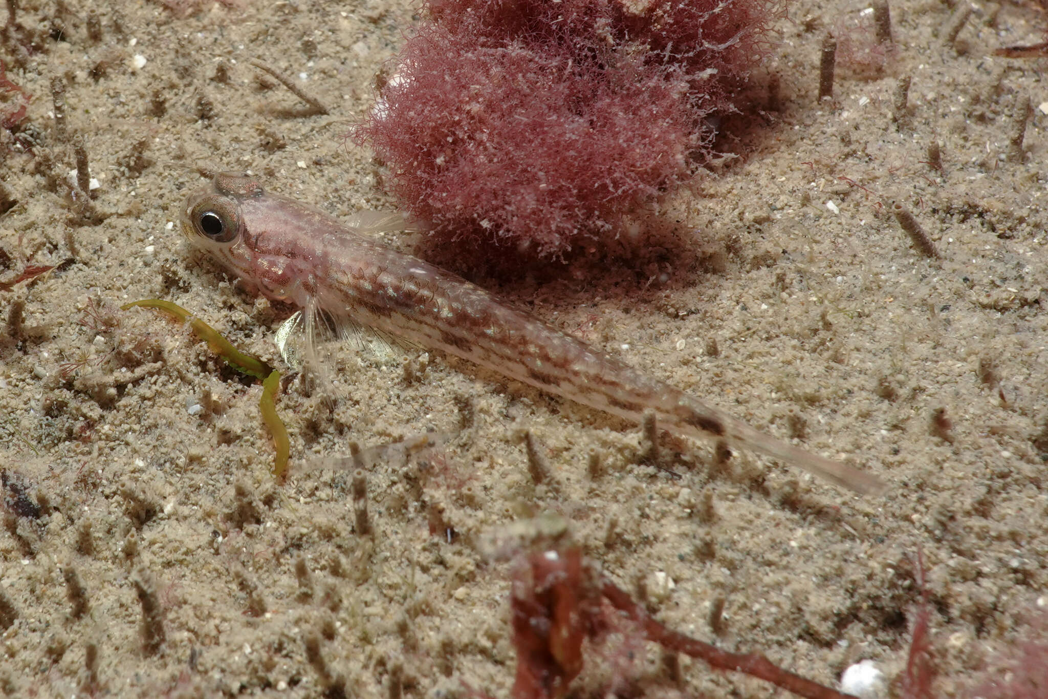 Image of Striped sandgoby