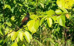 Image of Philippine Coucal