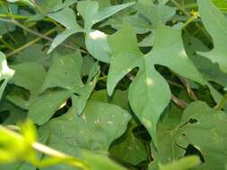 Image of Trans-Pecos morning-glory