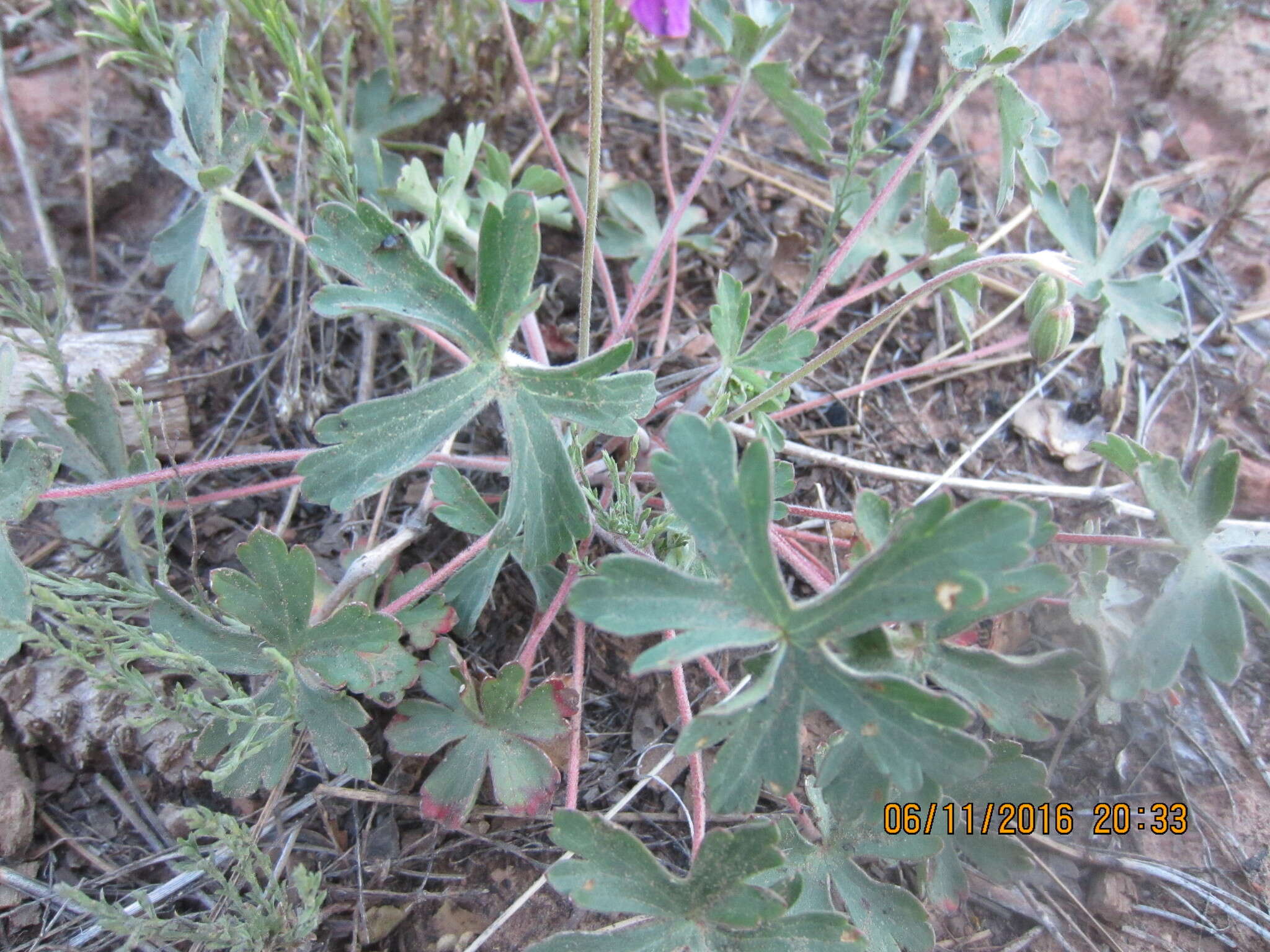 Image of pineywoods geranium