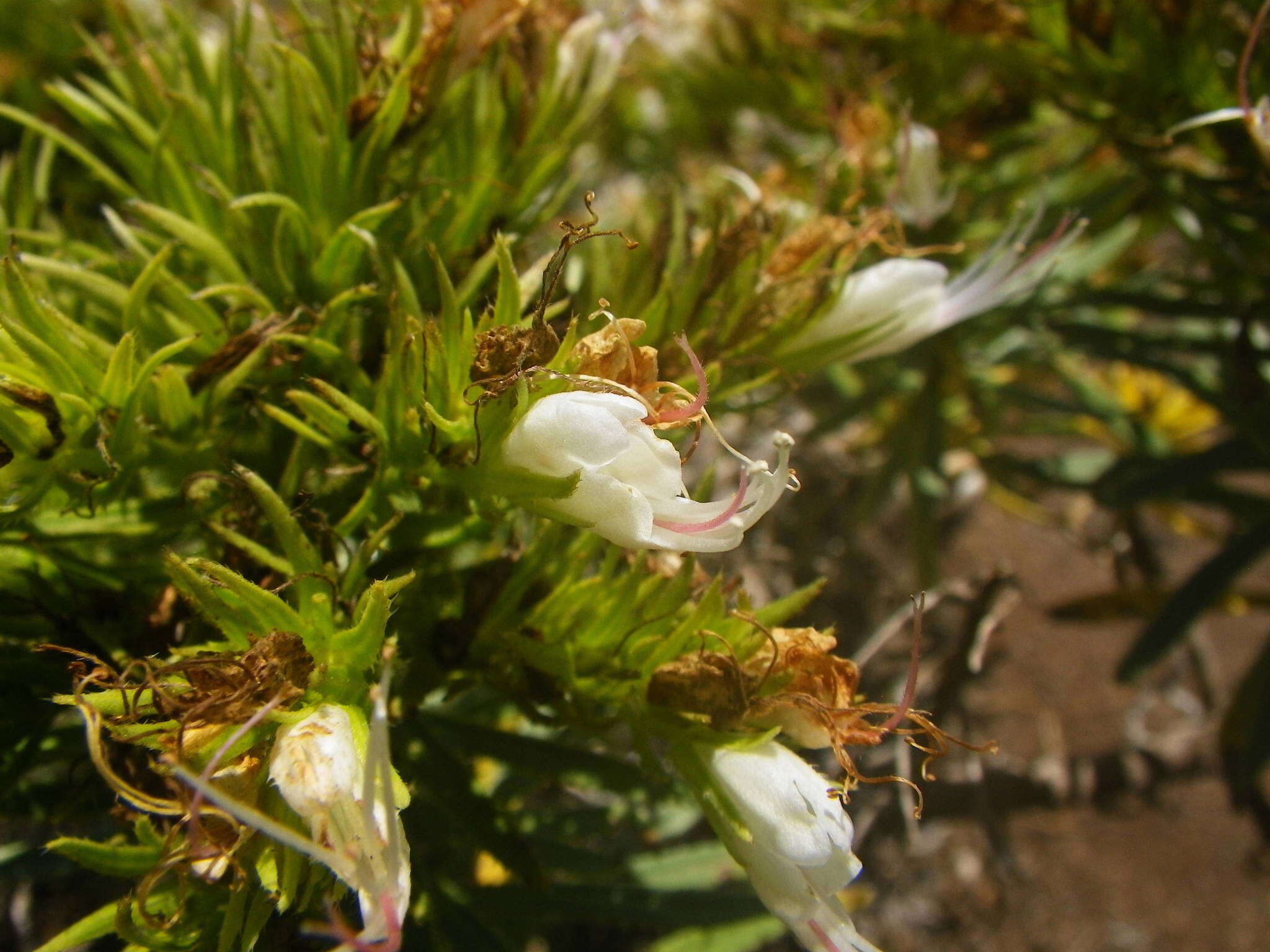 Plancia ëd Echium aculeatum Poir.