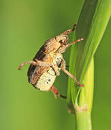 Image of Ectinohoplia rufipes (Motschulsky 1860)