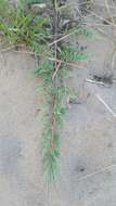 Image of creeping juniper