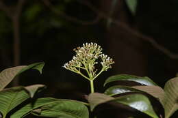 Image of Psychotria truncata Wall.