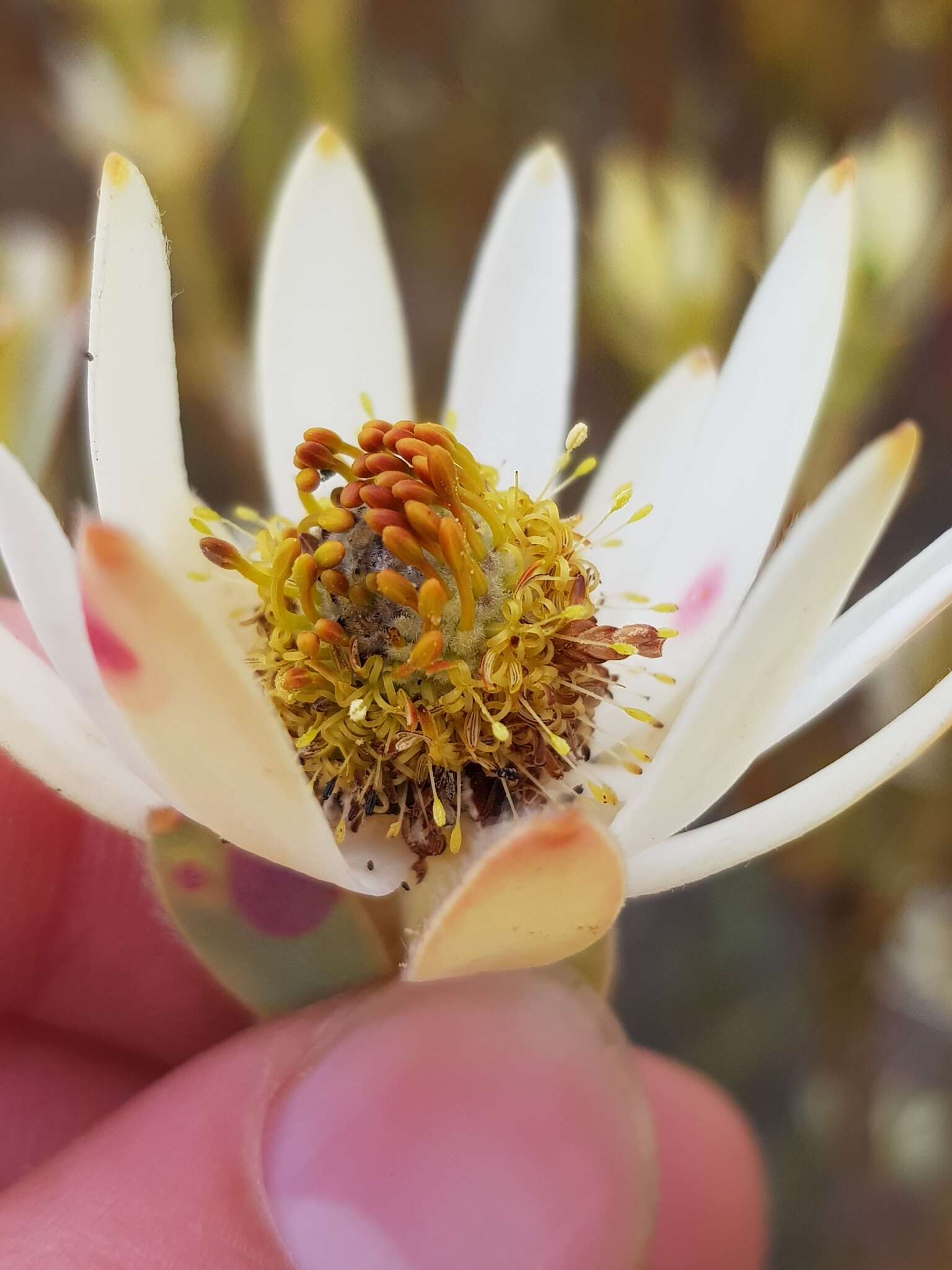 Image of Ivory conebush