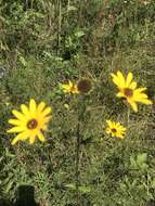 Image of purpledisk sunflower