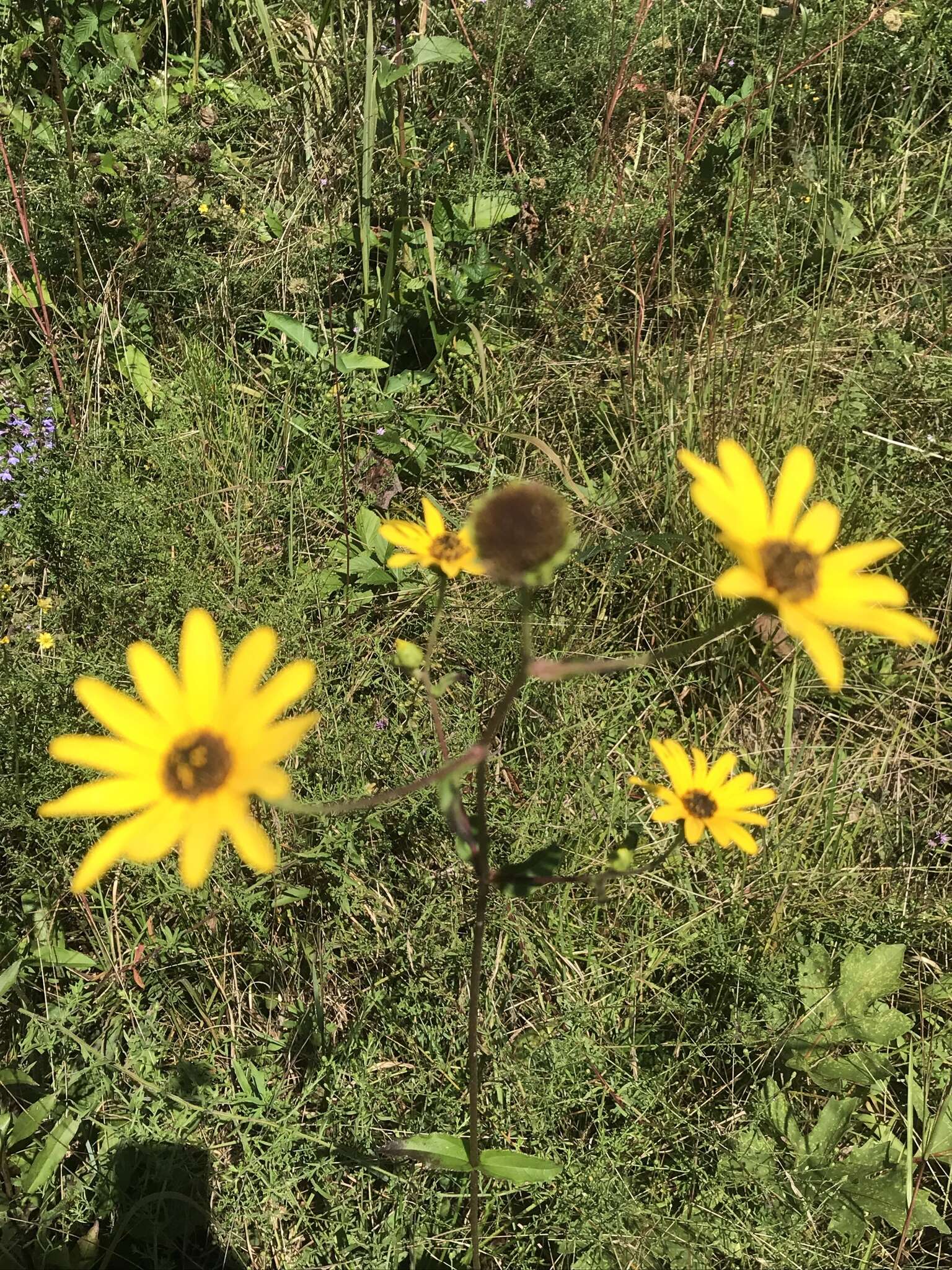 Image of purpledisk sunflower