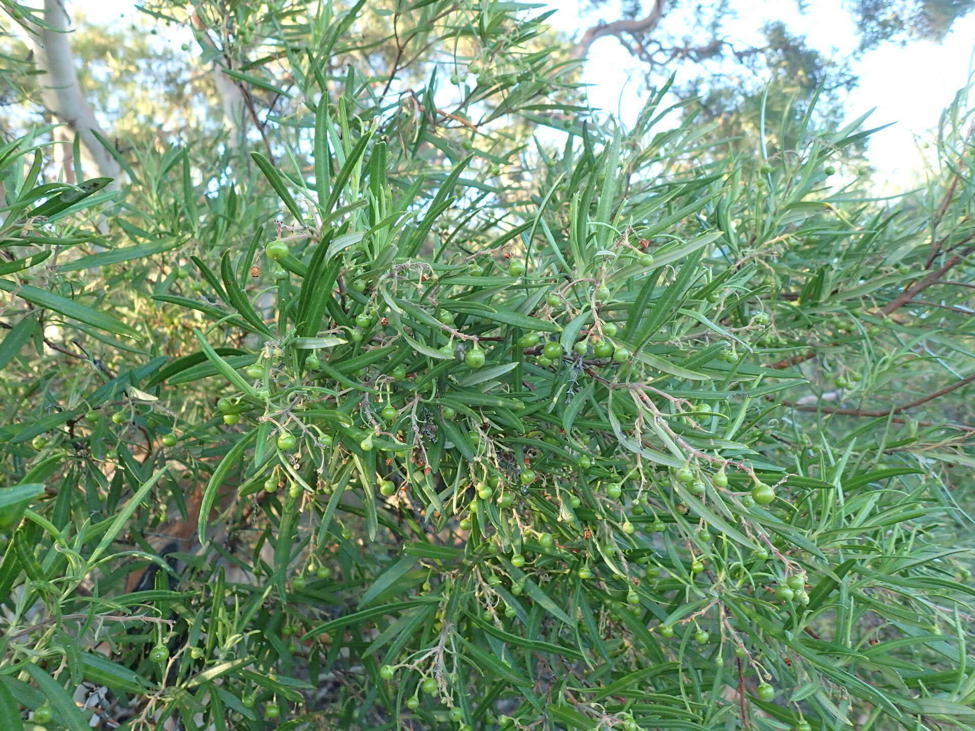 Image of ornithostaphylos