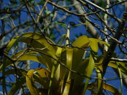 Imagem de Tillandsia elongata var. subimbricata (Baker) L. B. Sm.