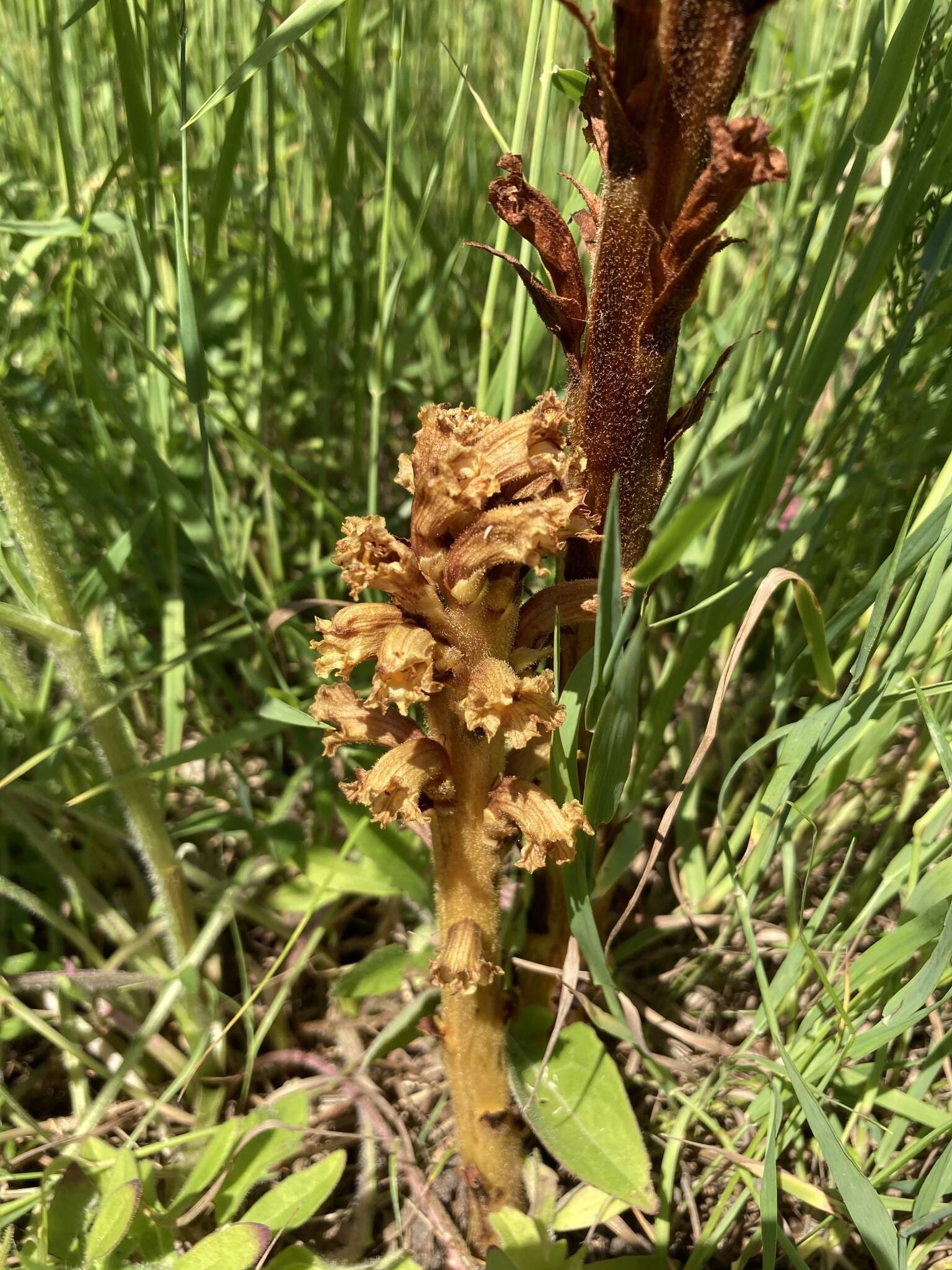 Imagem de Orobanche elatior Sutton