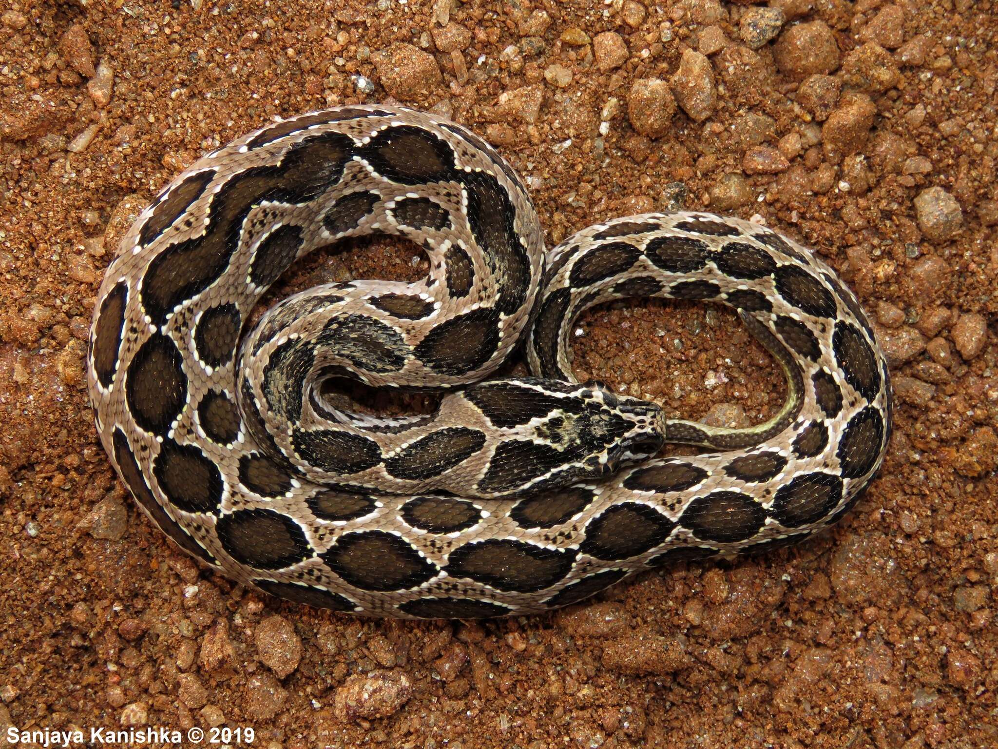 Image of Russel’s Viper