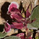 Image of Mojave monkeyflower