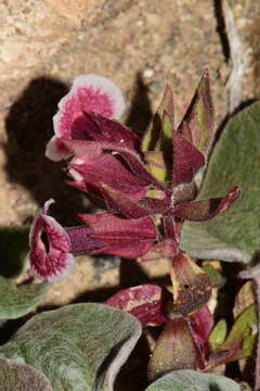 Image of Mojave monkeyflower