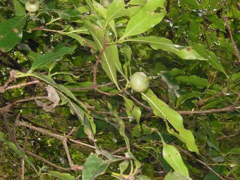 Image of Alibertia edulis (Rich.) A. Rich. ex DC.