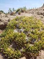 Image of mat prickly phlox