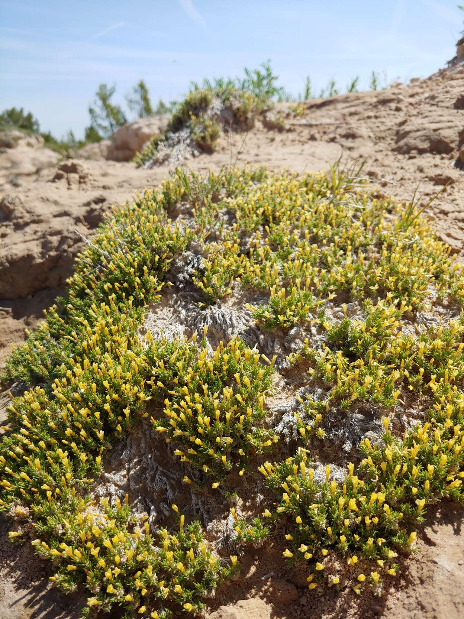 Image of mat prickly phlox