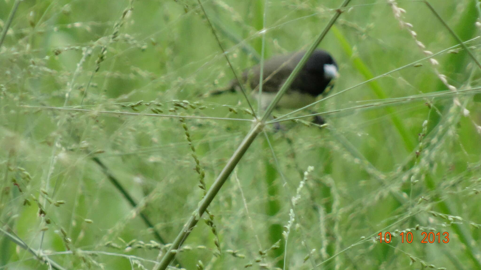 Image of Yellow-bellied Seedeater