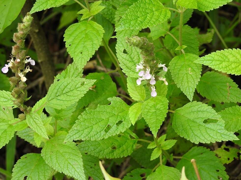 Sivun Teucrium vesicarium Mill. kuva