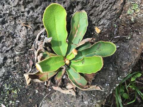 Image of Trachypteris pinnata (Hook. fil.) C. Chr.