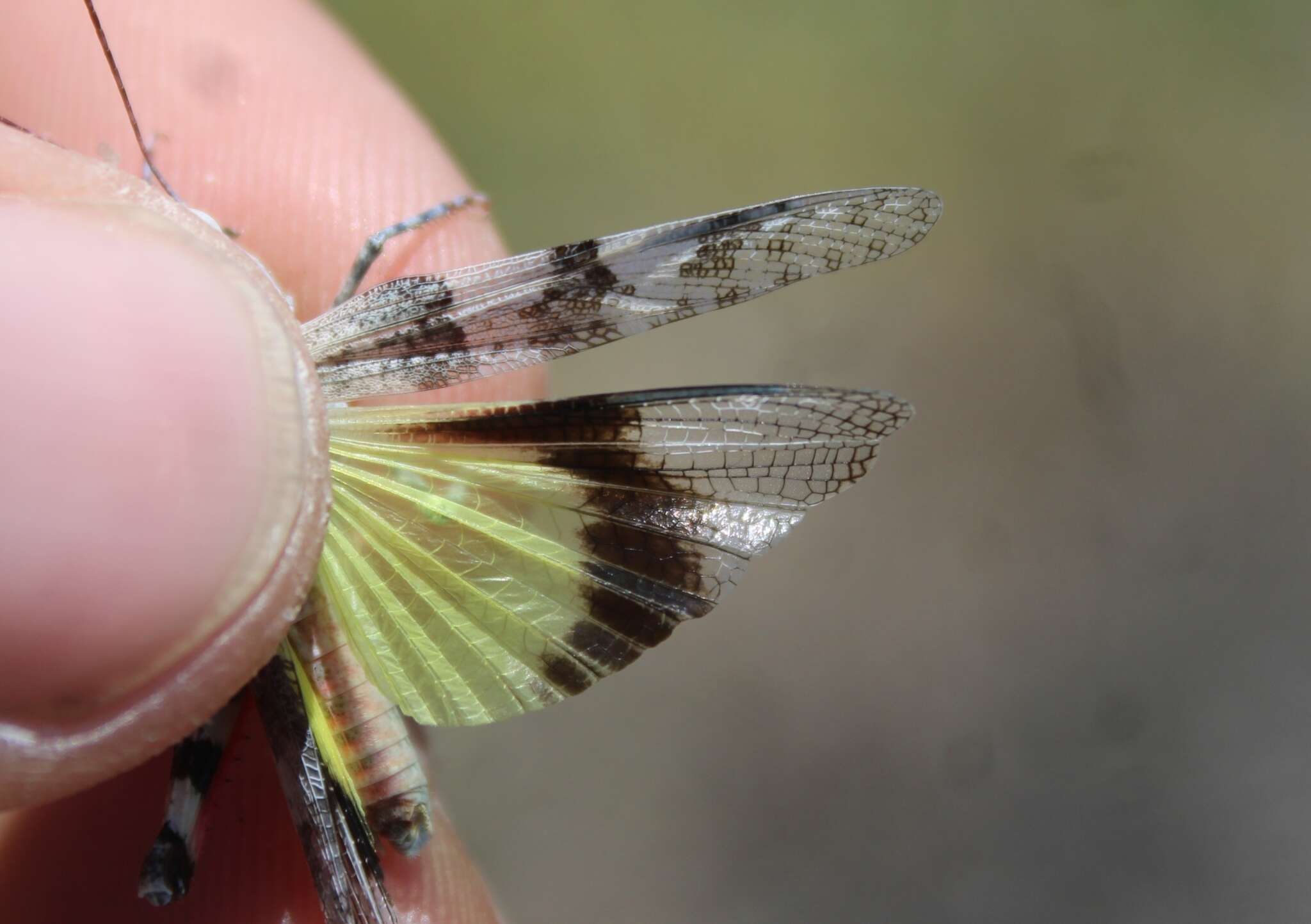 Trimerotropis californica Bruner & L. 1889 resmi