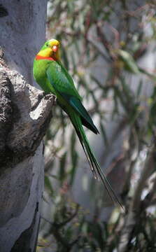 Image of Barraband Parakeet