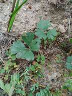 Image of Pelargonium ternifolium P. J. Vorster