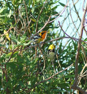 Image of Blackburnian Warbler