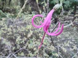 Image of dwarf desert honeysuckle