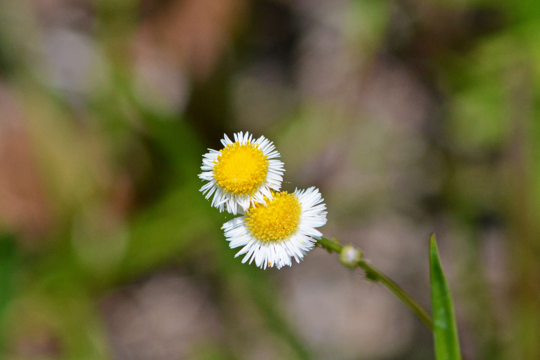 Image of Oak-Leaf Fleabane