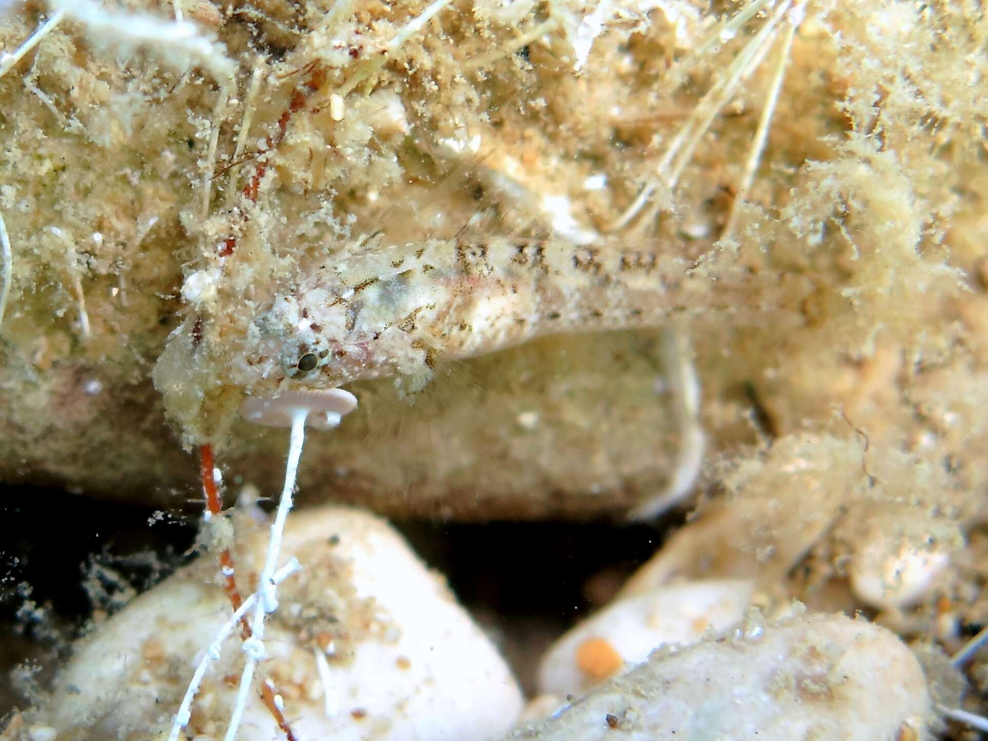 Imagem de Millerigobius macrocephalus (Kolombatovic 1891)