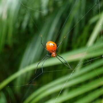 Image of Argyrodes flavescens O. Pickard-Cambridge 1880