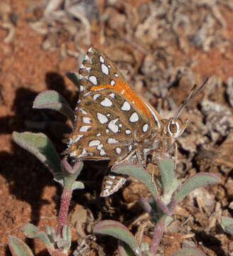 Слика од Argyraspodes