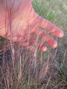 Aristida purpurea Nutt.的圖片