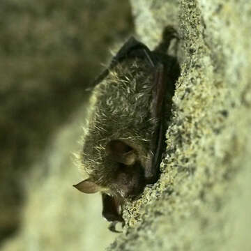 Image of Greater Tube-nosed Bat