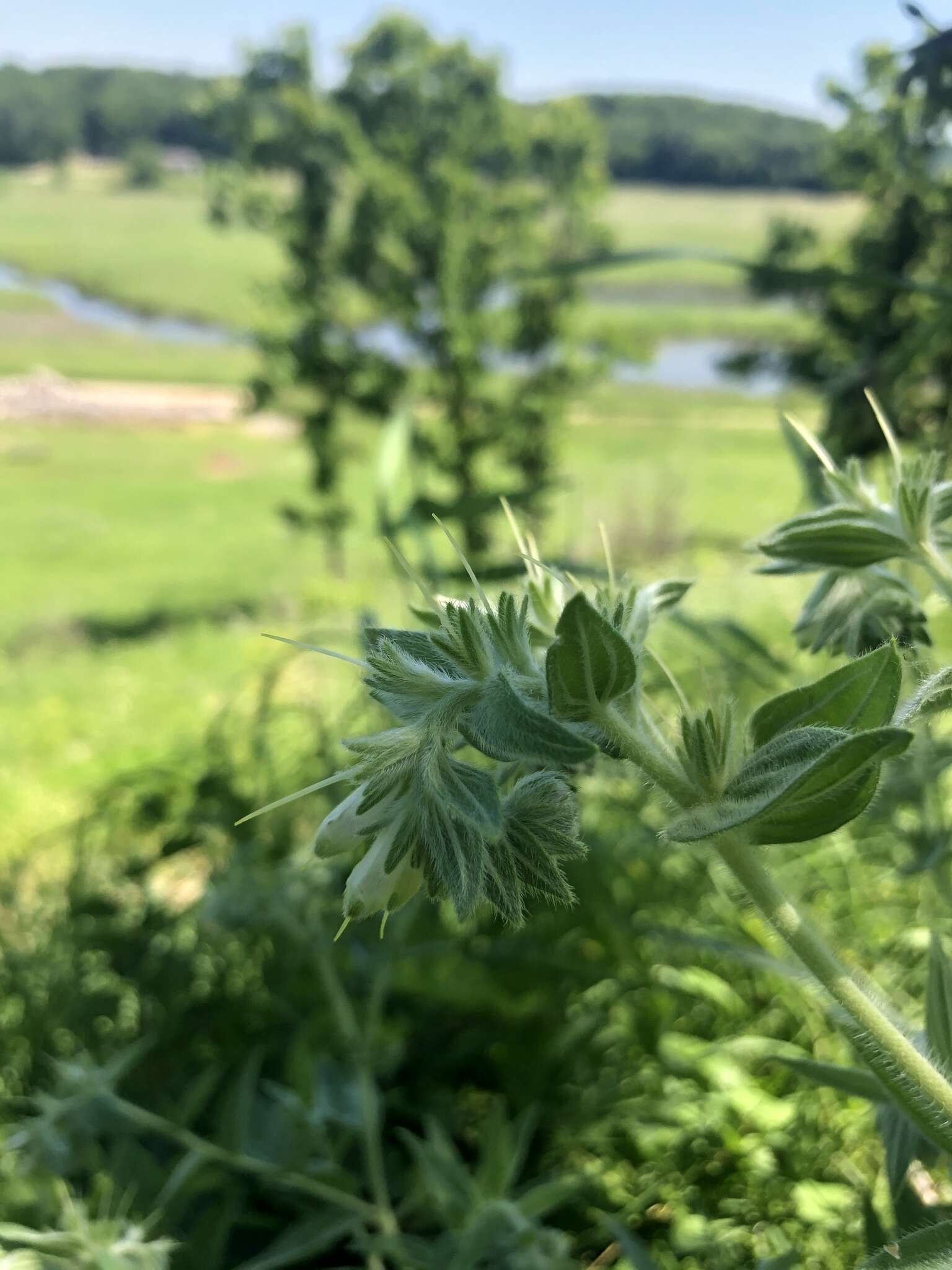 Image of western marbleseed