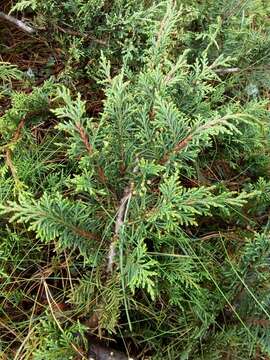 Image de Juniperus monticola Martínez