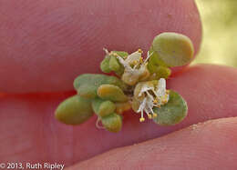 Image of Tetraena clavata (Schltr. & Diels) Beier & Thulin