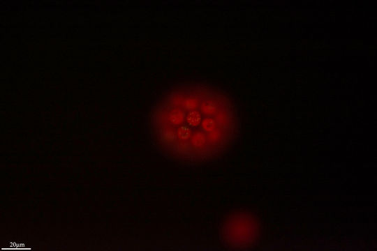 Image of <i>Eudorina elegans</i>
