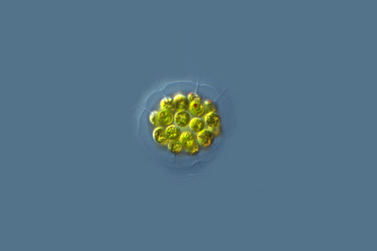 Image of <i>Eudorina elegans</i>
