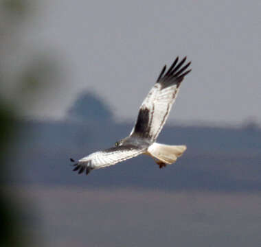 Image of Madagascar Marsh-harrier