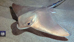 Image of Common Eagle Ray