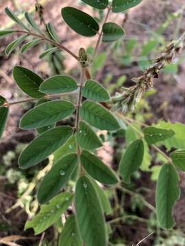 Indigofera astragalina DC.的圖片